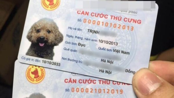 căn cước thú cưng có vi phạm