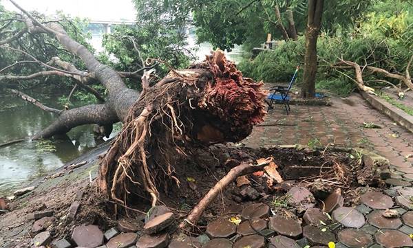 cây đổ trong mùa mưa bão