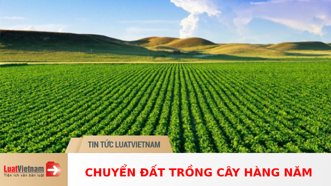 chuyển đất trồng cây hàng năm sang cây lâu năm