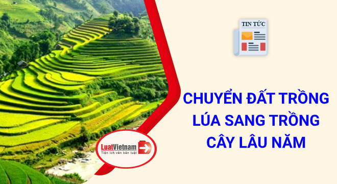 chuyển đất trồng lúa sang trồng cây lâu năm