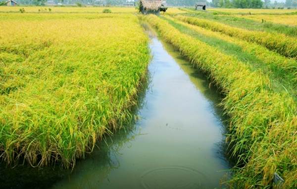 người trồng lúa được hỗ trợ