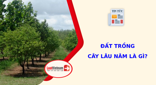 đất trồng cây lâu năm