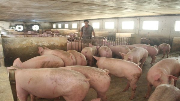 Dịch tả lợn châu Phi lan tới điểm chăn nuôi lớn