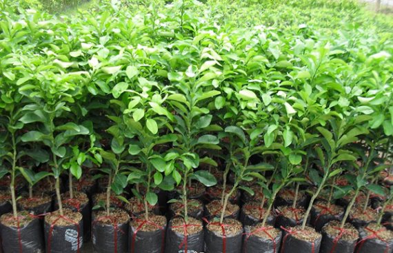 2 Thông tư hướng dẫn Luật Chăn nuôi có hiệu lực hôm nay