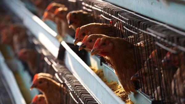Không để bùng phát H5N1 khi đang dịch nCoV