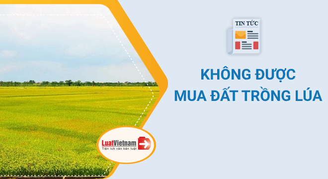 không được mua đất trồng lúa