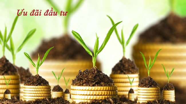 Giáo dục đại học thuộc ngành, nghề ưu đãi đầu tư từ 2021