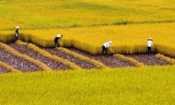 tặng cho đất trồng lúa