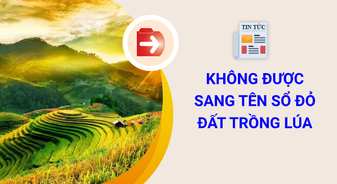 sang tên Sổ đỏ đất trồng lúa