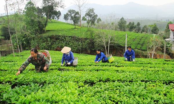 nguyên tắc hoạt động của tổ hợp tác