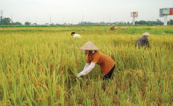 Thủ tục hành chính mới liên quan đến bảo hiểm nông nghiệp
