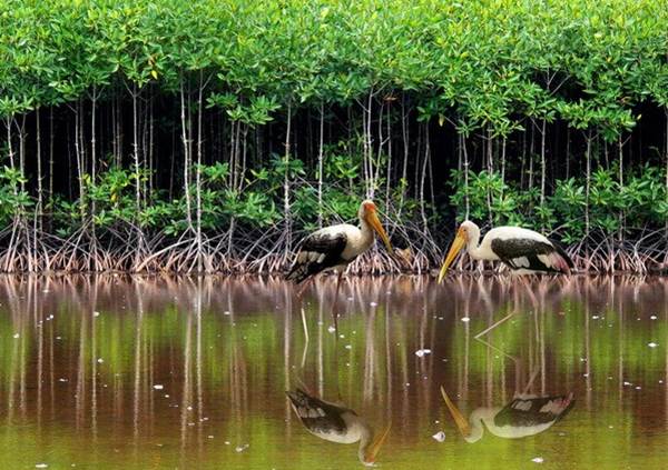 vùng đất ngập nước quan trọng