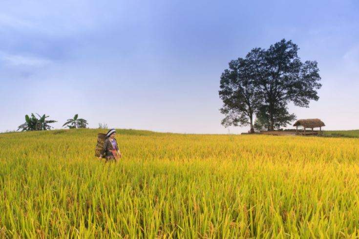 Đất thổ canh là tên gọi khác của đất nông nghiệp