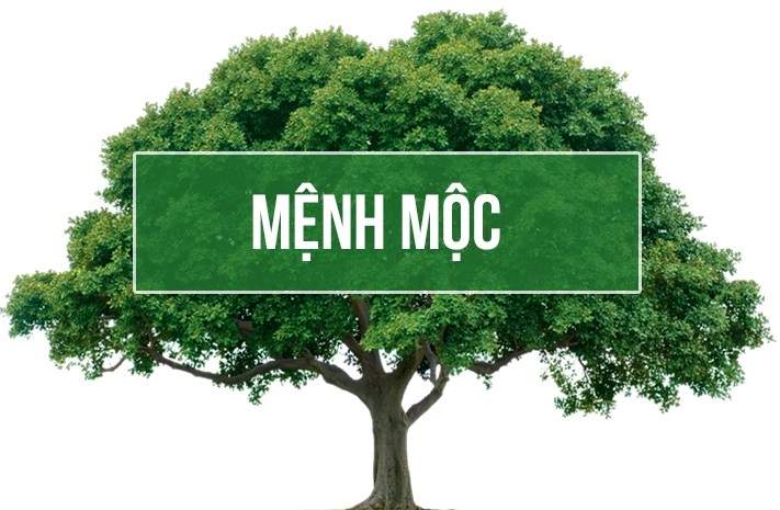 Người mệnh Mộc kinh doanh đất có hợp không?