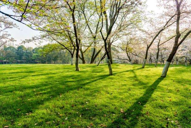 Đất vườn thổ cư là gì?